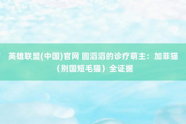 英雄联盟(中国)官网 圆滔滔的诊疗萌主：加菲猫（别国短毛猫）全证据