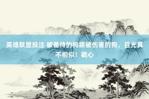 英雄联盟投注 被善待的狗跟被伤害的狗，目光真不相似！戳心