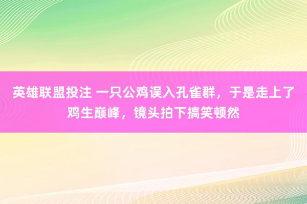 英雄联盟投注 一只公鸡误入孔雀群，于是走上了鸡生巅峰，镜头拍下搞笑顿然