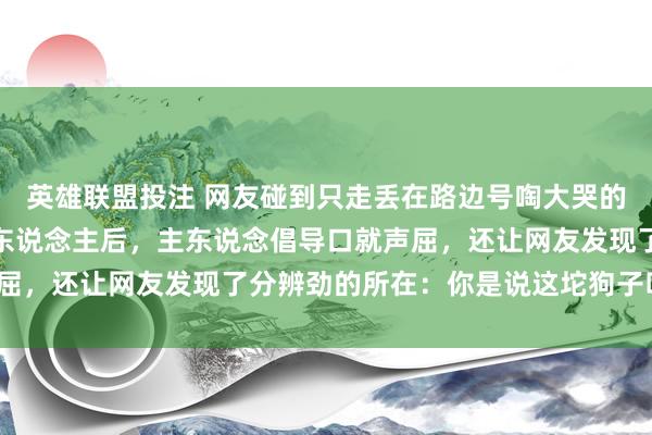 英雄联盟投注 网友碰到只走丢在路边号啕大哭的阿拉，顺心报警寻找主东说念主后，主东说念倡导口就声屈，还让网友发现了分辨劲的所在：你是说这坨狗子叫咪咪？