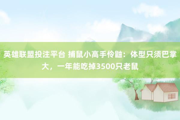 英雄联盟投注平台 捕鼠小高手伶鼬：体型只须巴掌大，一年能吃掉3500只老鼠