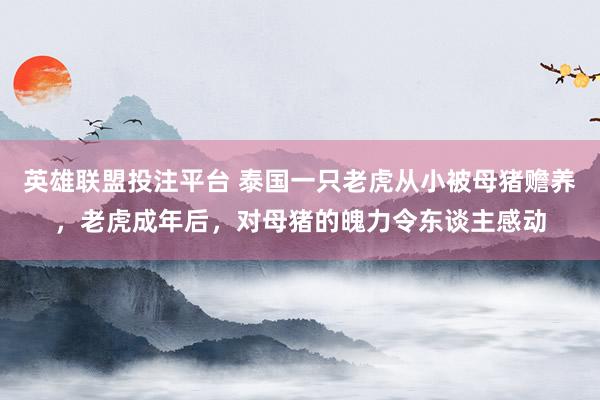 英雄联盟投注平台 泰国一只老虎从小被母猪赡养，老虎成年后，对母猪的魄力令东谈主感动
